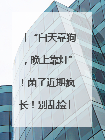 “白天靠狗，晚上靠灯”！菌子近期疯长！别乱捡