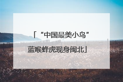 “中国最美小鸟”蓝喉蜂虎现身闽北