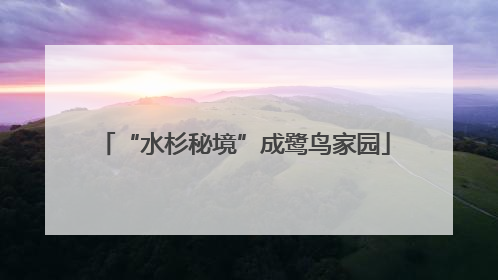 “水杉秘境”成鹭鸟家园