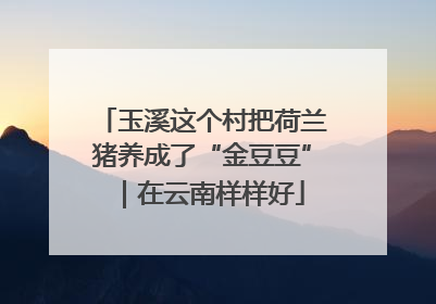 玉溪这个村把荷兰猪养成了“金豆豆”｜在云南样样好