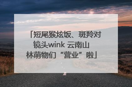 短尾猴炫饭、斑羚对镜头wink 云南山林萌物们“营业”啦