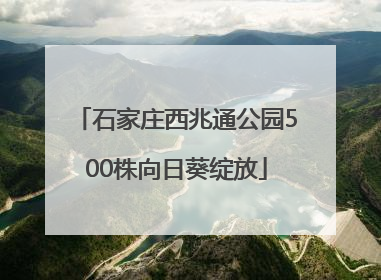 石家庄西兆通公园500株向日葵绽放