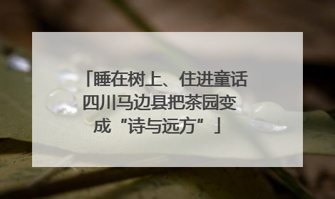 睡在树上、住进童话 四川马边县把茶园变成“诗与远方”