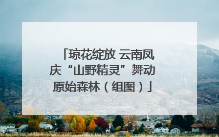 琼花绽放 云南凤庆“山野精灵”舞动原始森林（组图）