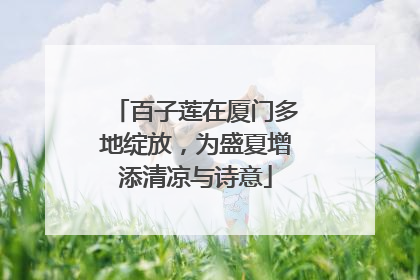 百子莲在厦门多地绽放，为盛夏增添清凉与诗意