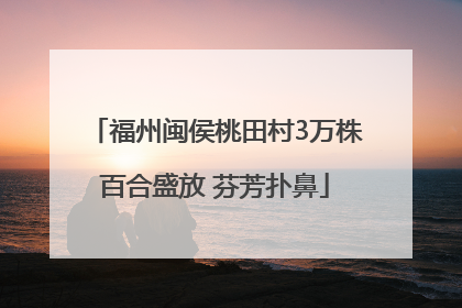 福州闽侯桃田村3万株百合盛放 芬芳扑鼻