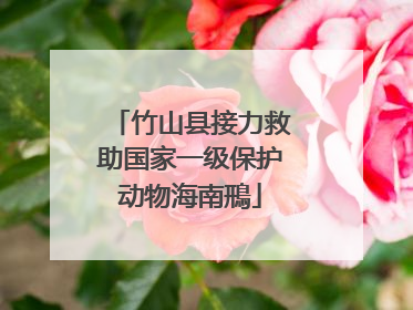 竹山县接力救助国家一级保护动物海南鳽