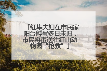 红隼夫妇在市民家阳台孵蛋多日未归，市民将蛋送往红山动物园“抢救”