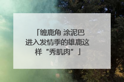 缠鹿角 涂泥巴 进入发情季的雄鹿这样“秀肌肉”