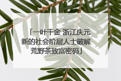 一叶千金 浙江庆元新的社会阶层人士破解荒野茶致富密码