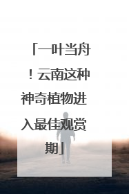 一叶当舟！云南这种神奇植物进入最佳观赏期