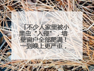 不少人家里被小黑虫“入侵”，墙壁窗户全部爬满！一到晚上更严重，还有一股臭味
