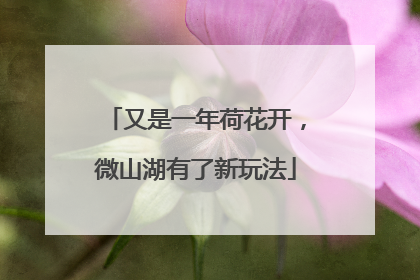 又是一年荷花开，微山湖有了新玩法