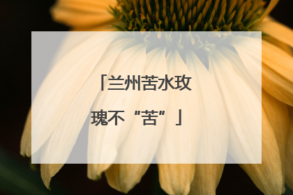 兰州苦水玫瑰不“苦”