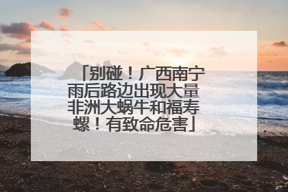 别碰！广西南宁雨后路边出现大量非洲大蜗牛和福寿螺！有致命危害