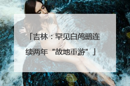 吉林：罕见白鸬鹚连续两年“故地重游”