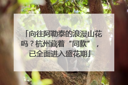 向往阿勒泰的浪漫山花吗？杭州藏着“同款”，已全面进入盛花期