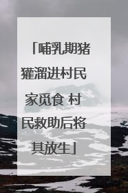 哺乳期猪獾溜进村民家觅食 村民救助后将其放生