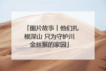 图片故事丨他们扎根深山 只为守护川金丝猴的家园