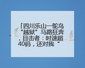 四川乐山一鸵鸟“越狱”马路狂奔，目击者：时速超40码，还对我“笑”了下