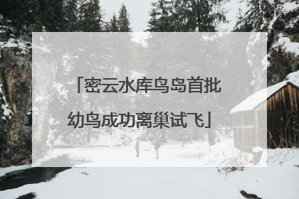 密云水库鸟岛首批幼鸟成功离巢试飞