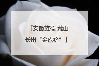 安徽旌德 荒山长出“金疙瘩”