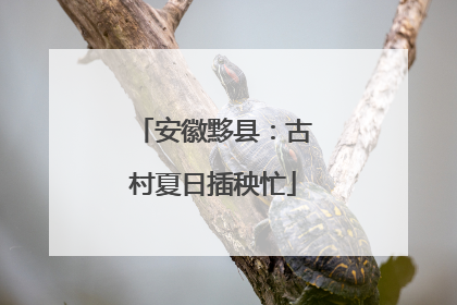 安徽黟县：古村夏日插秧忙