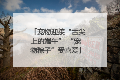 宠物迎接“舌尖上的端午” “宠物粽子”受喜爱