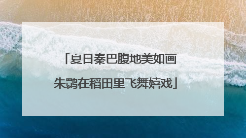 夏日秦巴腹地美如画 朱鹮在稻田里飞舞嬉戏