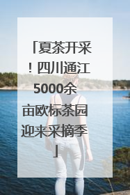夏茶开采！四川通江5000余亩欧标茶园迎来采摘季