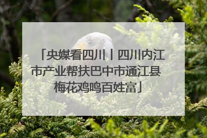 央媒看四川丨四川内江市产业帮扶巴中市通江县 梅花鸡鸣百姓富