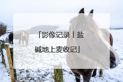 影像记录丨盐碱地上麦收记