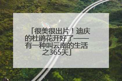 很美很出片！迪庆的杜鹃花开好了——有一种叫云南的生活之365天