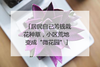 居民自己筹钱栽花种草，小区荒地变成“微花园”