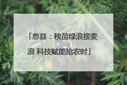 息县：秧苗绿浪接麦浪 科技赋能抢农时