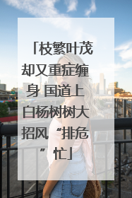 枝繁叶茂却又重症缠身 国道上白杨树树大招风“排危”忙