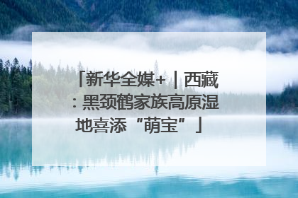 新华全媒+｜西藏：黑颈鹤家族高原湿地喜添“萌宝”
