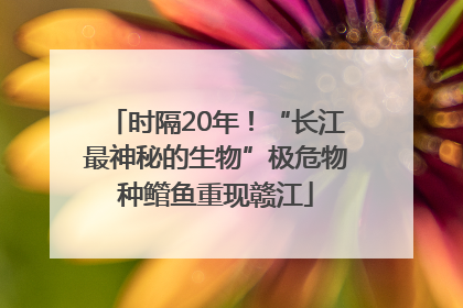 时隔20年！“长江最神秘的生物”极危物种鳤鱼重现赣江
