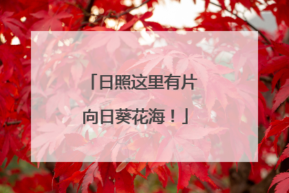 日照这里有片向日葵花海！
