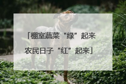 棚室蔬菜“绿”起来 农民日子“红”起来