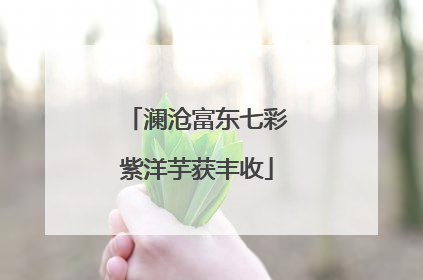 澜沧富东七彩紫洋芋获丰收