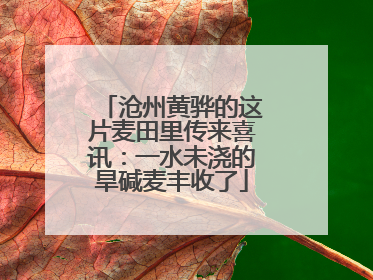 沧州黄骅的这片麦田里传来喜讯：一水未浇的旱碱麦丰收了