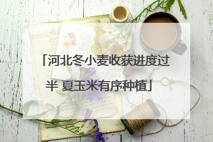 河北冬小麦收获进度过半 夏玉米有序种植