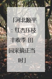 河北顺平：红杏压枝丰收季 田园采摘正当时