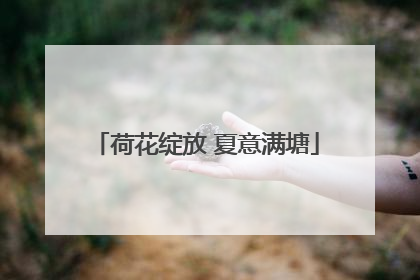 荷花绽放 夏意满塘