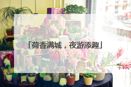 荷香满城，夜游添趣