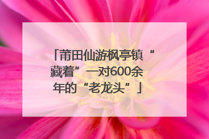 莆田仙游枫亭镇“藏着”一对600余年的“老龙头”