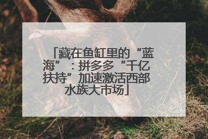 藏在鱼缸里的“蓝海”：拼多多“千亿扶持”加速激活西部水族大市场