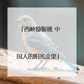 西峡猕猴桃 中国人的阳光金果