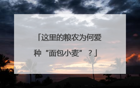 这里的粮农为何爱种“面包小麦”？